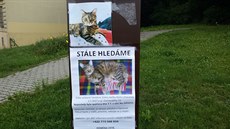 Mourovatá koka Karta se ztratila na Smíchov.