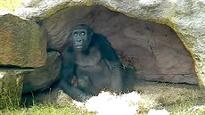 Za deště gorily většinou opatrně vykukují z jeskyně a snaží se rychle...