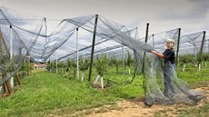 Vladimíra Menclová ze sad Nebílovy upravuje sít proti kroupám nad mladými...