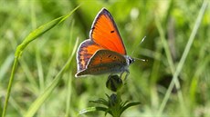 V rezervaci Blá na Prostjovsku se objevili vzácní motýli, mimo jiné ohniváek...