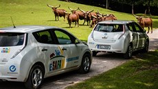 Návtvníci safari ve Dvoe Králové si mohou zdarma pjit elektromobil.