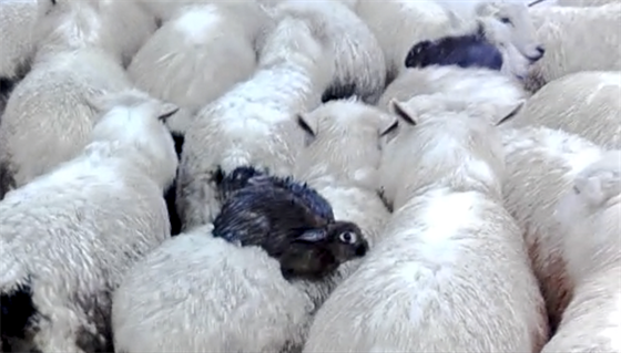 Novozélandtí králíci se na ovcích svezli do bezpeí (25. ervence 2017)