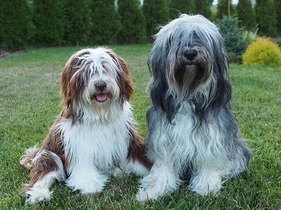 Čokoládoví jedinci (pes vlevo) jsou nestandardní, přesto se však ve vrzích...