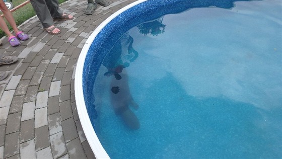 V Pňovicích na Olomoucku vlezl bobr do bazénu, už se ale nedokázal dostat ven....