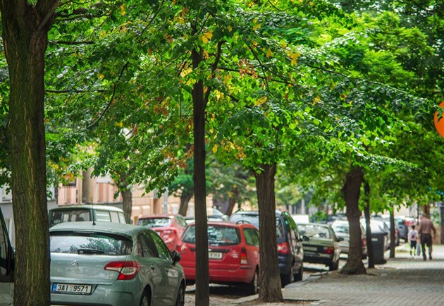 Zachráněné stromy v Belgické ulici na Vinohradech