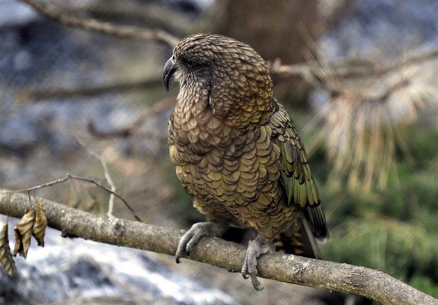 Novou expozici obsadili i papouci nestor kea.