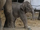 Chandru se postupně sbližuje s dalšími členy sloní rodiny, velmi opatrně i s...