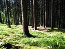 MOJE ROZMARNÉ LÉTO - v lese na houbách (Beskydy, Krásná, Zemelov)