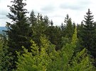 Rozhledna na Žaltmanu v Jestřebích horách zarůstá okolním lesem.
