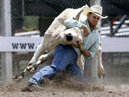 RODEO. Kovboj Denver Berry se snaí povalit tele v disciplín "steer wrestling"...