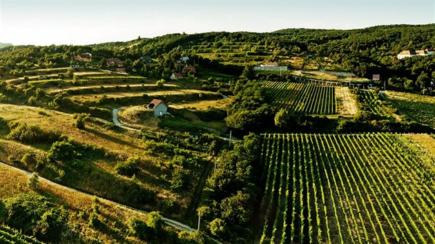 Svahy Malých Karpat jsou protkány vinohrady. Místní víno patří k těm nejlepším na Slovensku.