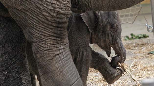 Nový člen ostravské sloní rodiny je velmi činorodý a zvídavý.
