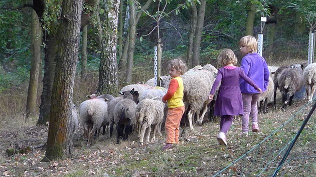 Pást ovce můžete i v metropoli.