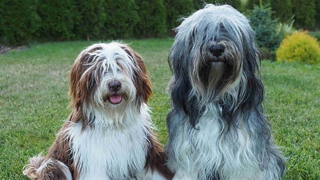 Čokoládoví jedinci (pes vlevo) jsou nestandardní, přesto se však ve vrzích objevují a mají své nadšence.