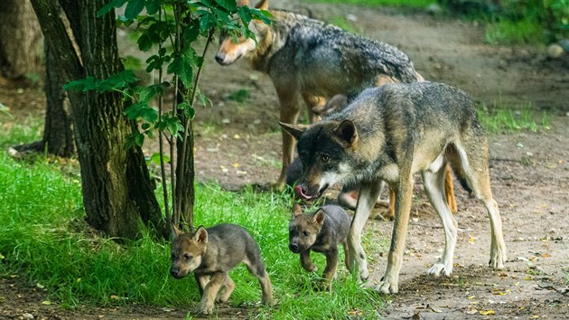 Vlci se štěňaty. V pražské zoo lze na vlastní oči pozorovat, jak probíhá socializace štěňat ve vlčí smečce. 