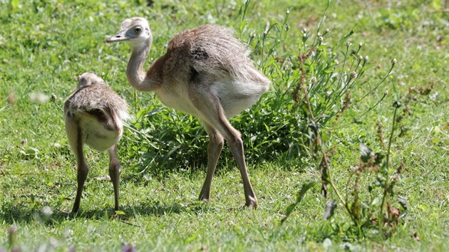 Mlata nandu pampovch v plzesk zoologick zahrad.