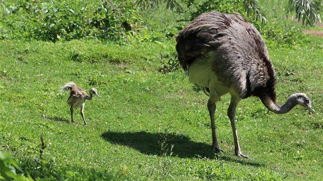 Mlata nandu pampovch v plzesk zoologick zahrad.