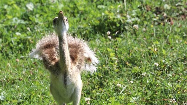 Mlata nandu pampovch v plzesk zoologick zahrad.