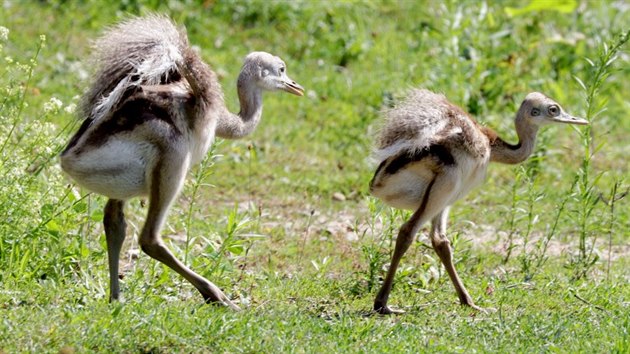 Mláata nandu pampových v plzeské zoologické zahrad.