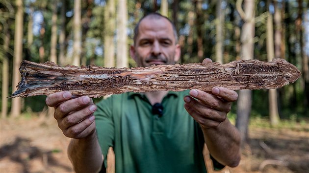 Martin Zavrtlek z Odboru lesnho hospodstv a ochrany prody podniku Lesy R ukazuje stromy napaden krovcem v lese u eperky u Hradce Krlov.