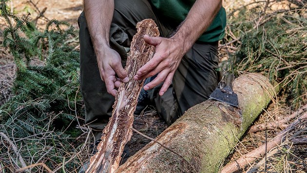 Martin Zavrtlek z Odboru lesnho hospodstv a ochrany prody podniku Lesy R ukazuje stromy napaden krovcem v lese u eperky u Hradce Krlov.
