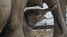 Sloní sameček Chandru je stále po boku své mámy, samice Vishesh.