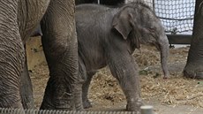 Chandru se postupn sbliuje s dalími leny sloní rodiny, velmi opatrn i s...