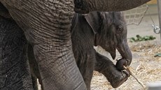 Nový člen ostravské sloní rodiny je velmi činorodý a zvídavý.
