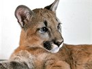 Puma americk� Izzy ze zooparku ve Zvoli