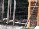 Z kontaktn�ho zooparku ve Zvoli v okrese Praha-z�pad uteklo v pond�l� dopoledne...