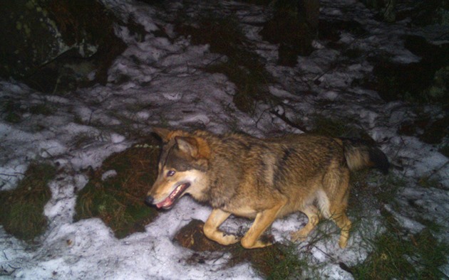 Vlk z fotopasti od Horního Adrpachu na Broumovsku z bezna 2017