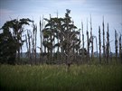 Vymírající lesy u ústí eky Savannah na pomezí Georgie a Jiní Karolíny. (16....