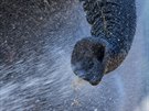Bhem tropických veder se rádi zchladí také sloni v zoo ve Dvoe Králové (1....