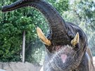 Bhem tropických veder se rádi zchladí také sloni v zoo ve Dvoe Králové (1....