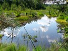 Tiché zákoutí Swamp v zátokách Máchova jezera je domovem mnoha druh chránných...