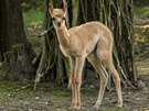 Mlád vikuni se v Brn narodilo po dvouleté pestávce. Lama vikua má velmi...