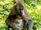 Samci mandril patí mezi nejpestejí primáty a obvykle váí okolo 30 kg,...