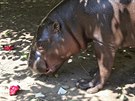 Návtvníky jihlavské zoologické zahrady hroík Pedro okamit odzbrojí nejen...