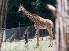 Safari Kemp v Zoo Dvr Krlov (2. srpna 2017)