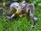 Mlád� ary hyacintového p�i�lo ve zlínské zoo na sv�t v polovin� �ervna.