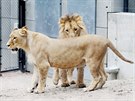 Prvn spolen setkn lv konskch Lolka a Kivu v brnnsk zoo.