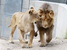 První spolené setkání lv konských Lolka a Kivu v brnnské zoo.