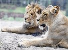 První spolené setkání lv konských Lolka a Kivu v brnnské zoo.