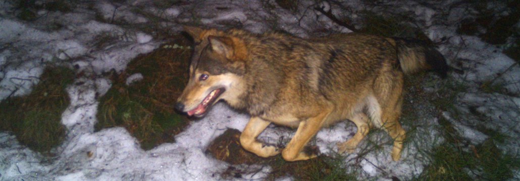 Vlk z fotopasti od Horního Adršpachu na Broumovsku z března 2017