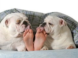 Buldog vás rozhodn� z postele tahat nebude. Na procházku si v klidu po�ká.