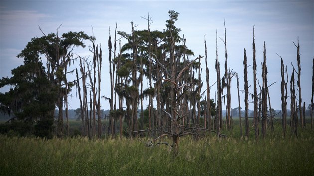 Vymrajc lesy u st eky Savannah na pomez Georgie a Jin Karolny. (16. ervence 2017)