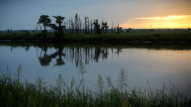 Vymírající lesy u ústí řeky Savannah na pomezí Georgie a Jižní Karolíny. (16. července 2017)