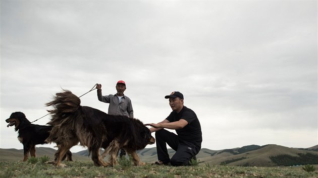 Mongolsk bouvier je mon velmi blzkm pbuznm prvnho domestikovanho psa.