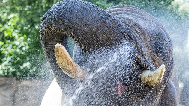 Bhem tropickch veder se rdi zchlad tak sloni v zoo ve Dvoe Krlov (1. srpna 2017).