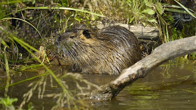 Ondatra pimov (Ondatra zibethicus)